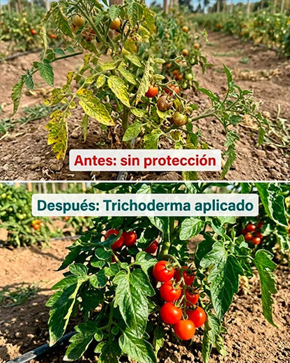 Trichoderma Suspensión T3