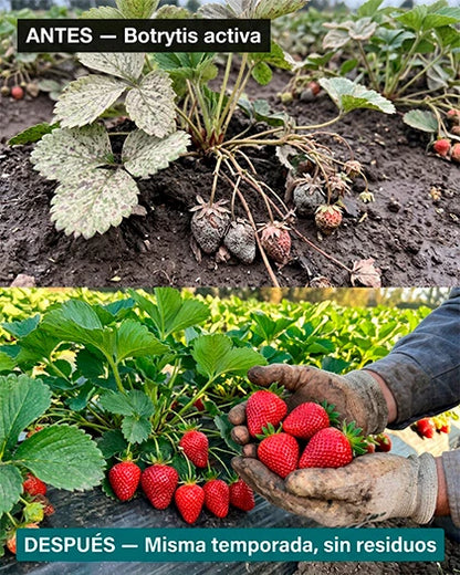 Trichoderma Suspensión T3